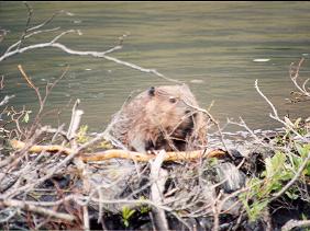 Beaver